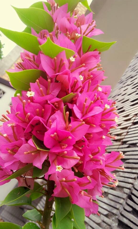 Orange Bougainvillea Flower Seeds - Heirloom, Non-GMO, High Germination Flower Seeds for Planting