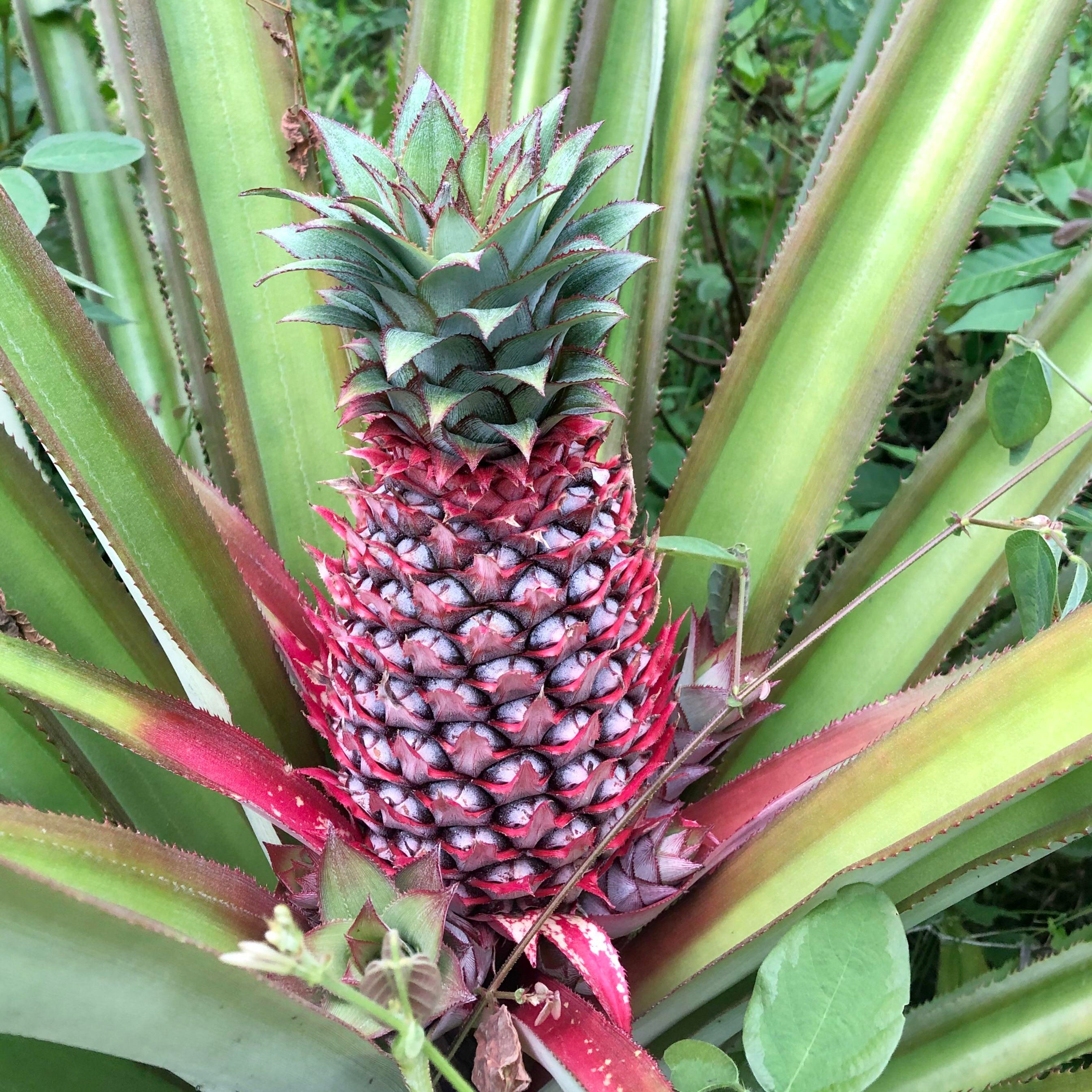orange pineapple fruit for planting heirloom gmo free home garden Fruit seeds