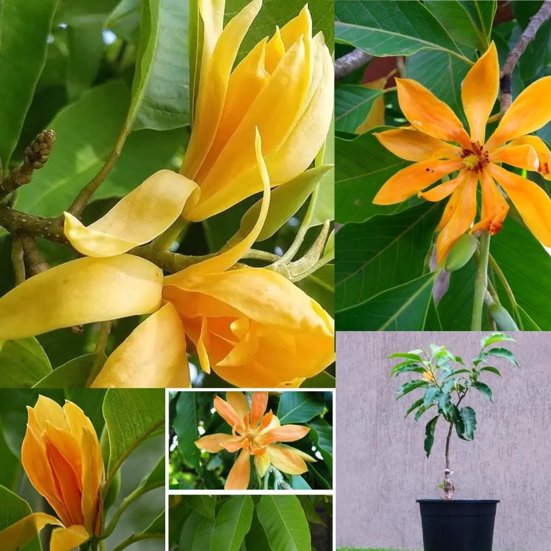 Orange Magnolia Flower Seeds