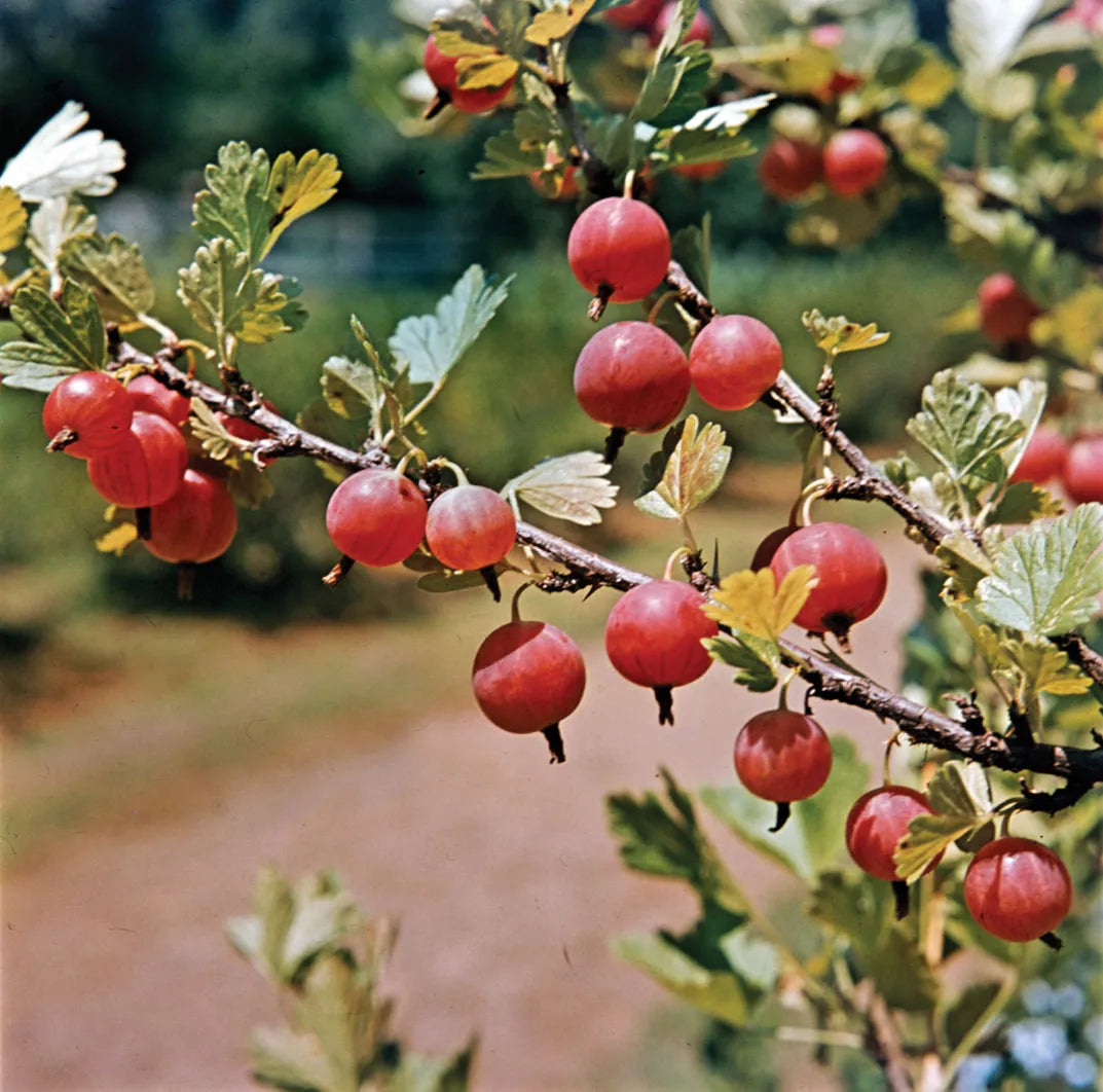 american gooseberries ribes hirtellum fruit grow Fruit Seeds