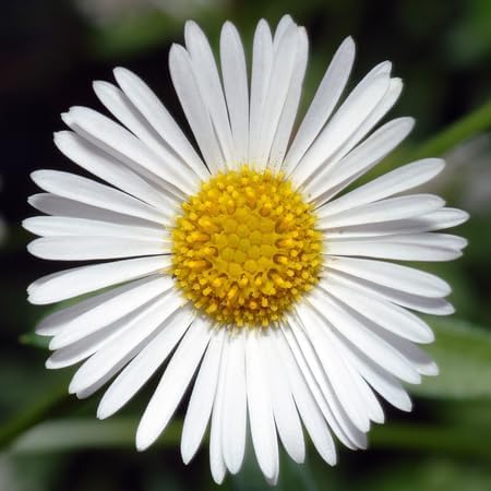 White Erigeron Karvinskianus Flower Seeds