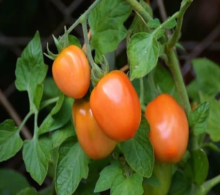 Roma Tomato vegetable seeds - Heirloom, Organic, Non Gmo Garden Seeds for kitchen garden planting