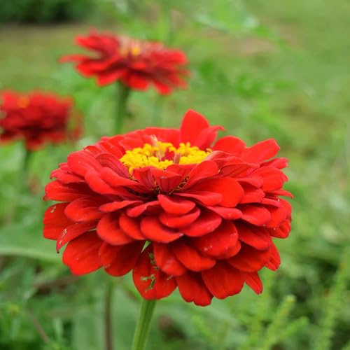 Red Giant Zinnia Flower Seeds