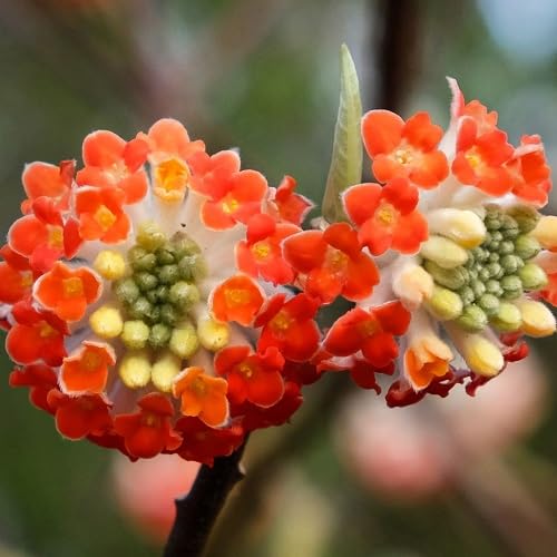 Mixed Edgeworthia Flower Seeds