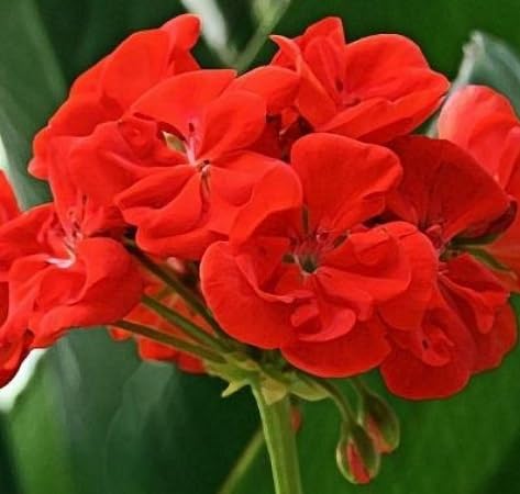 Geranium Flower Seeds