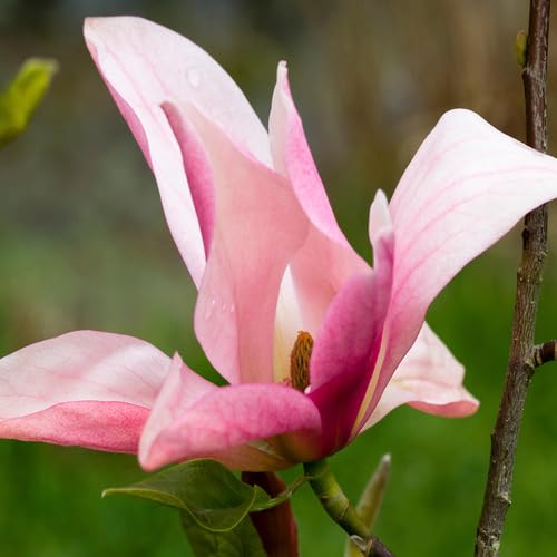 Pink Magnolia Flower Seeds