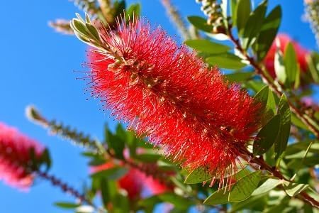 Brush Flower Seeds