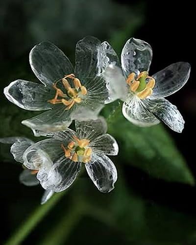 White Skeleton Flower Seeds