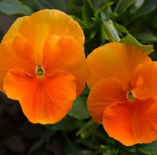 Orange Viola fruit seeds for organic garden planting
