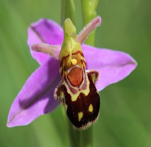 pink ophrys apifera flower