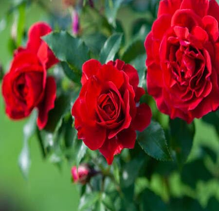 red rose flower seeds