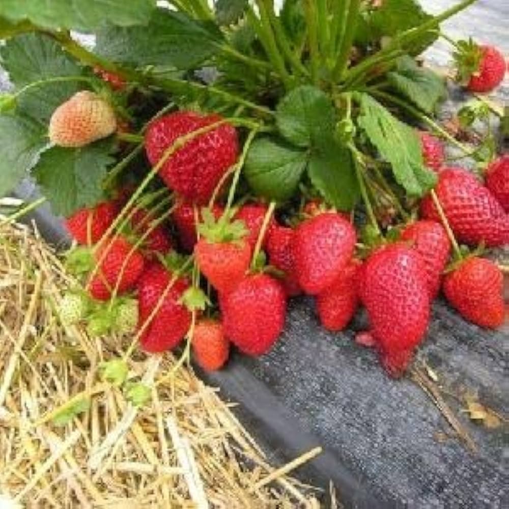 Hokowase Strawberry Fragaria X Ananassa