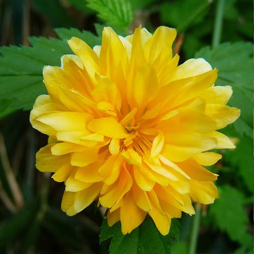 Yellow Kerria Flower Seeds