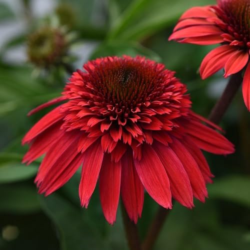Echinacea Flower Seeds