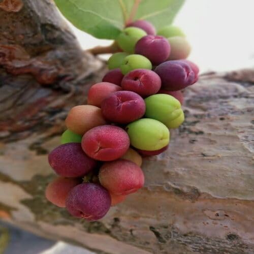 Purple Seagrape fruit seeds for organic garden planting