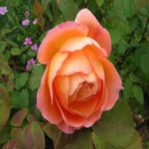 Hamilton Rose Flower Seeds