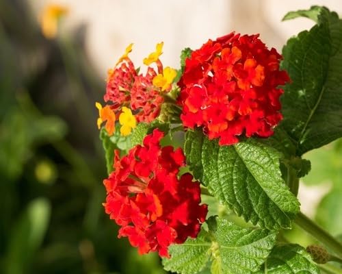 Red Lantana Flower Seeds
