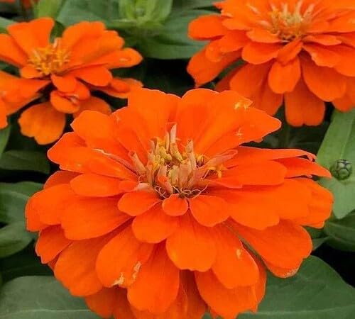 Orange Perennial Zinnia Flower Seeds