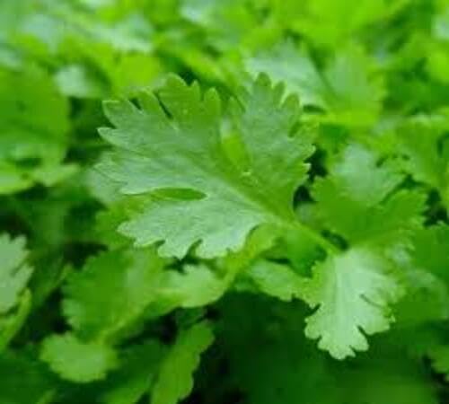 Parsley Plant Seeds Green herb seeds - high germination, backyard growing garden seeds