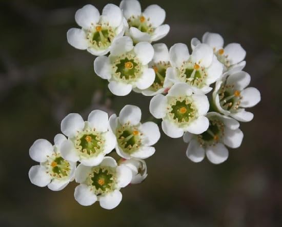 White chamelaucium Flower Seeds