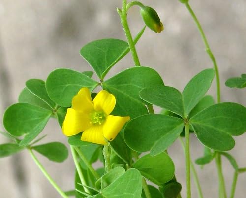 Yellow Oxalis Flower Seeds