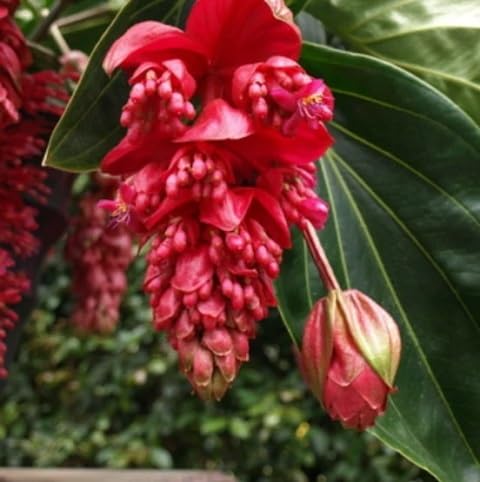 Red Myriantha Flowers Seeds