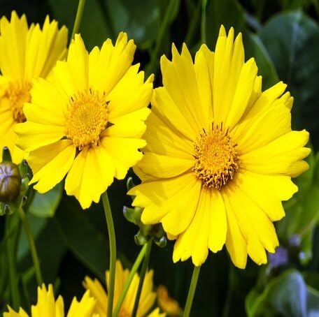 Yellow Coreopsis Flower Seeds