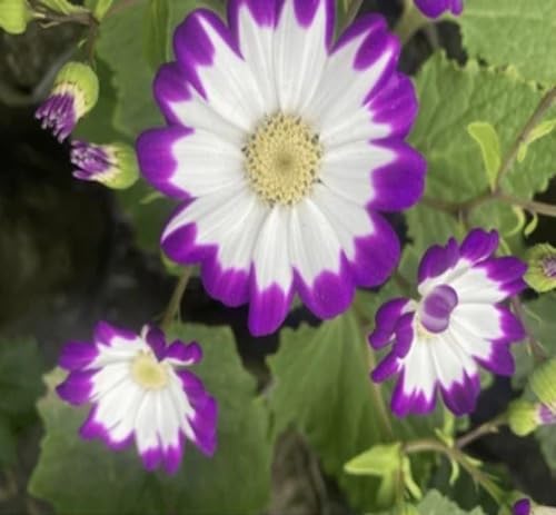 Purple Florists Cineraria Flower Seeds