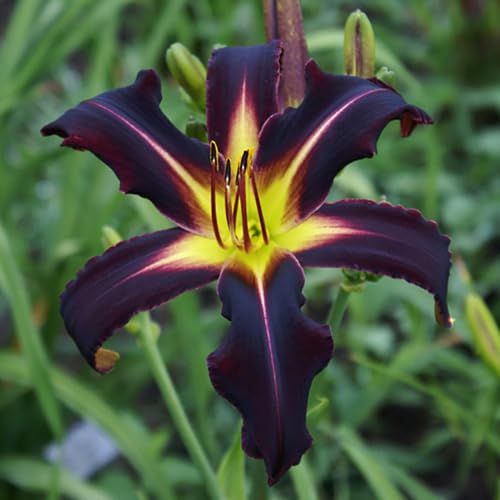 Black Hemerocallis Flower Seeds