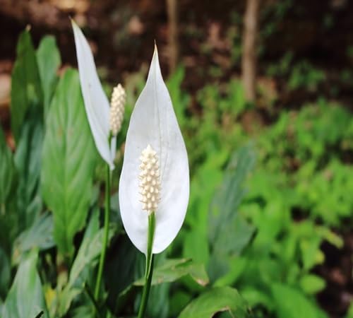 Spathiphyllum Flower Seeds
