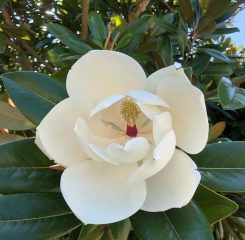 White Magnolia grandiflora Flower Seeds