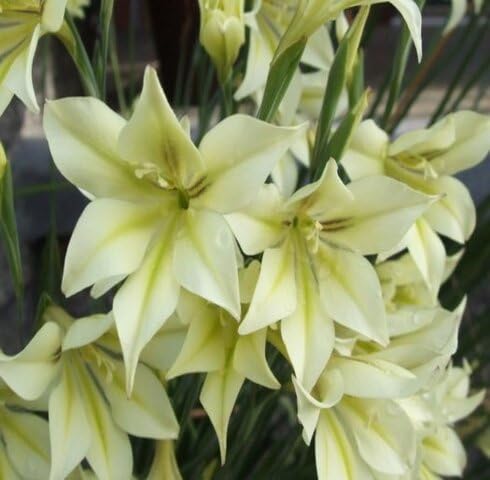 white green gladiolus tristis