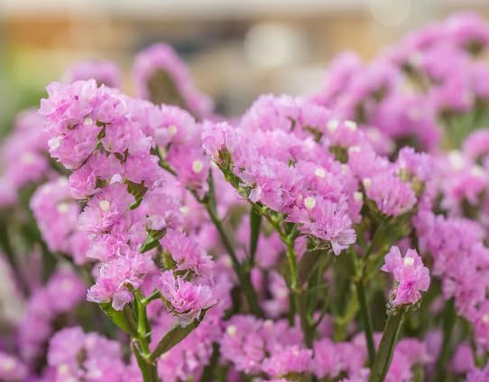 Pink Limonium Flower Seeds