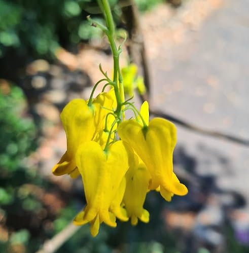 Yellow Dactylicapnos Flower Seeds