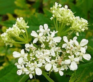 Cicely Flower Seeds