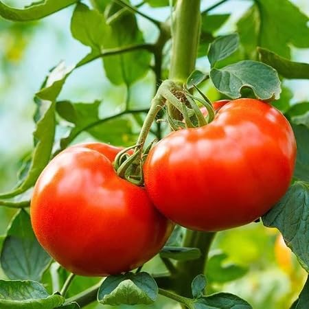 tomato vegetable seeds