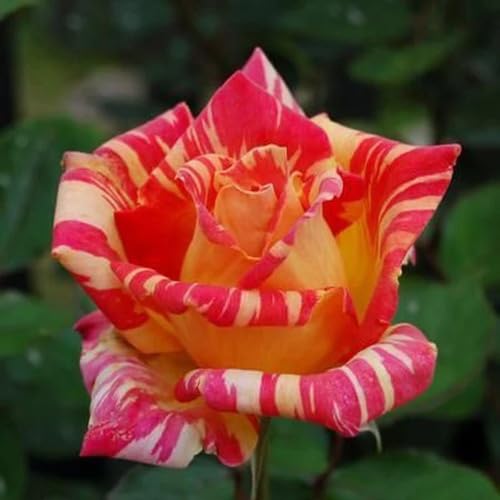 Red Yellow Osiria Rose Flower Seeds