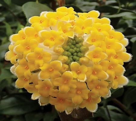 Edgeworthia Flower Seeds