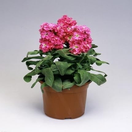 Masterwort Flower Seeds