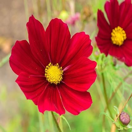 Red Generic Cosmos Flower Seeds
