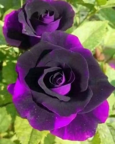 Violet Giant Rose Flower Seeds