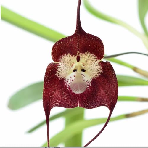 Red Giant Monkey face Orchid Flower Seeds