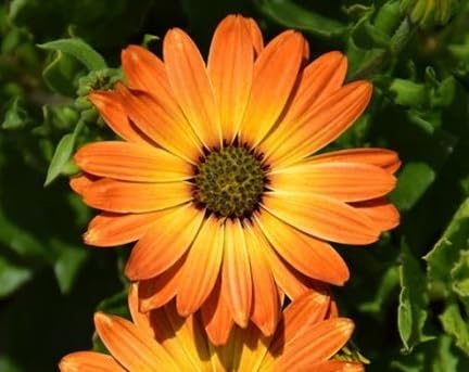 Osteospermum Flower Seeds