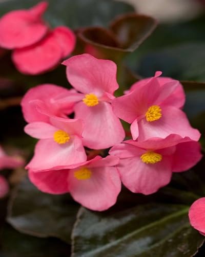 Pink Pale Begonia Flower Seeds 