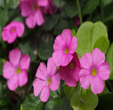 pink oxalis flower seeds