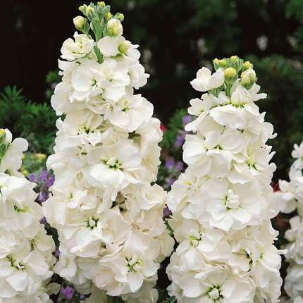 White Hoarystock Flower Seeds