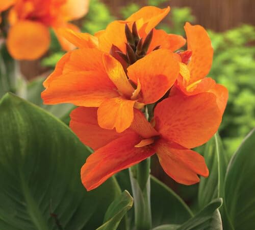 orange giant canna flower