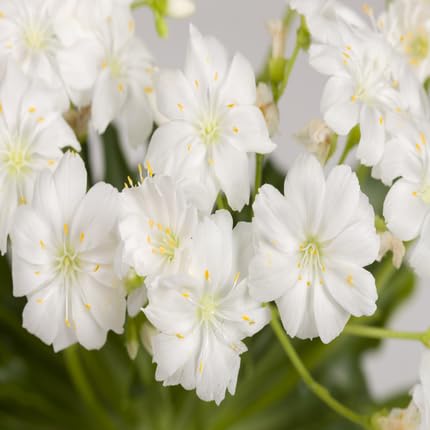 White Lewisia Cotyledon Flower Seeds