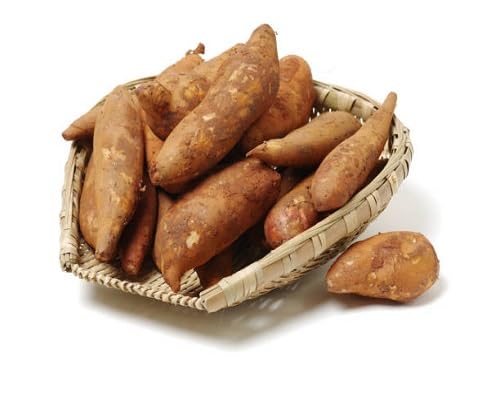 Brown Yacon Fruits . Fruit fruit seeds for organic garden planting