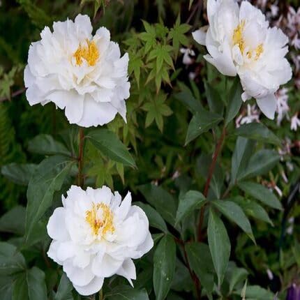 White Paeonia tenuifolia Flower Seeds